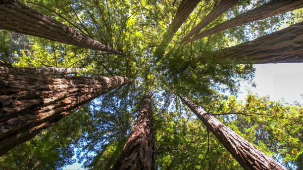 How Our Tree Care Process Works  in  Forest Heights, MD